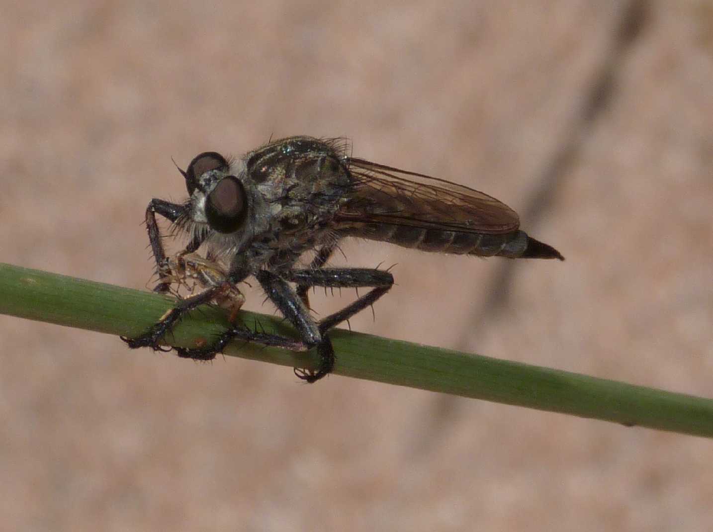 Asilidae con prede